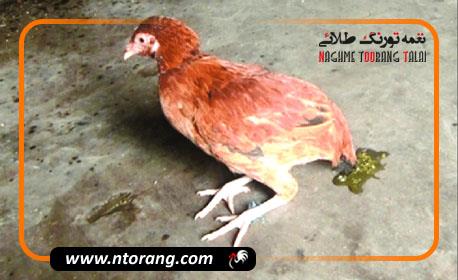 چگونه از اسهال مرغ پیشگیری و آن را درمان کنیم؟